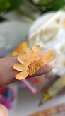گل بابونه اقتصادی نصفه پک ۱۰ عددی